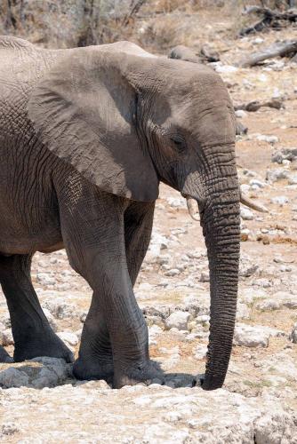Elefant im Etosha Park
